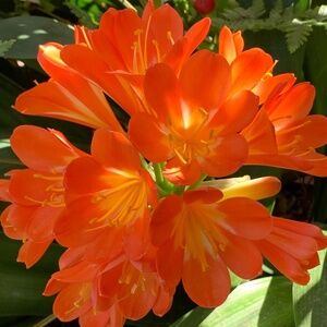 Meet your Posher, Chloe